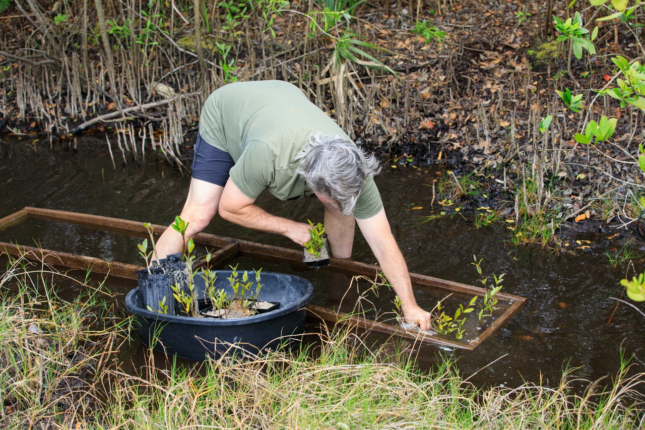 A restoration worker places repotted mangrove seedlings in a marshy channel at Kennedy Space Center