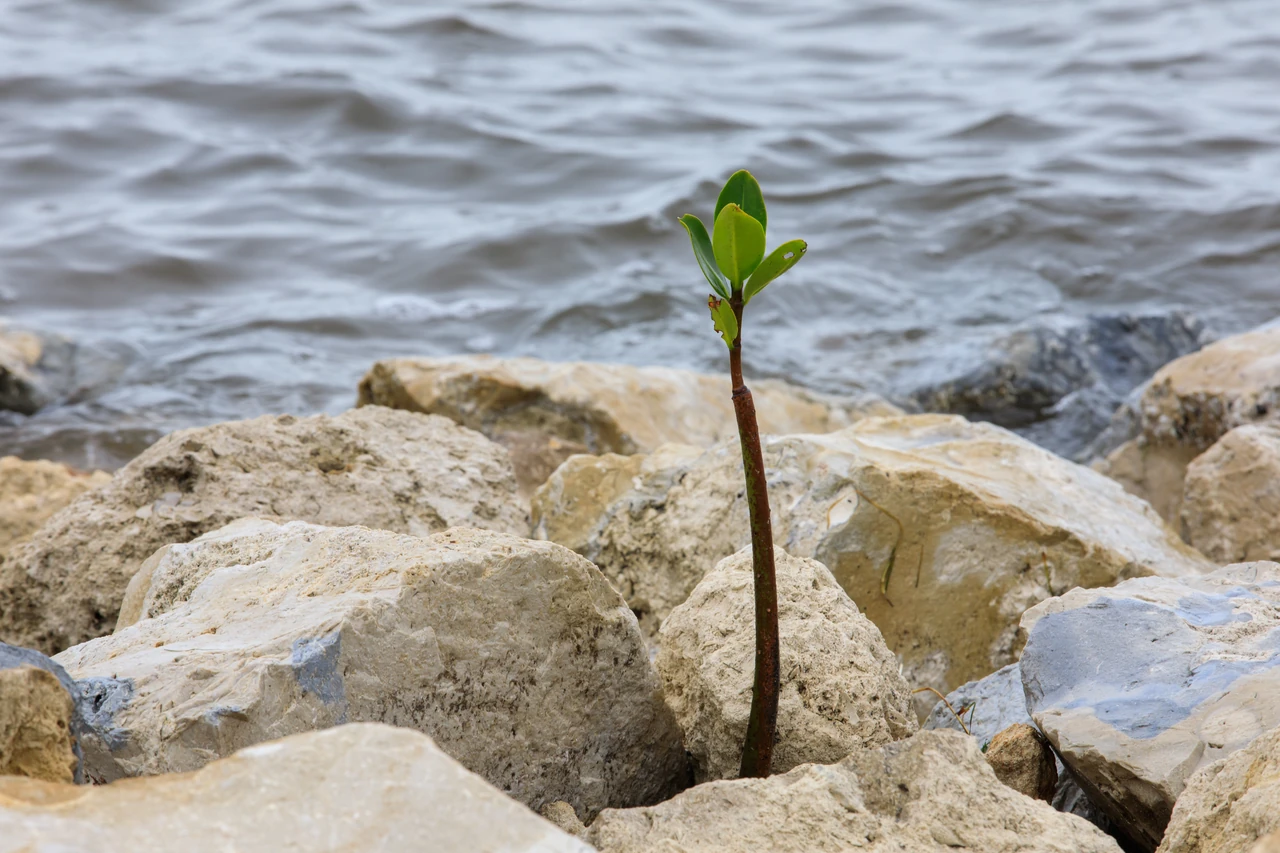 A young mangrove seedling growing among shoreline rocks at NASA's Kennedy Space Center