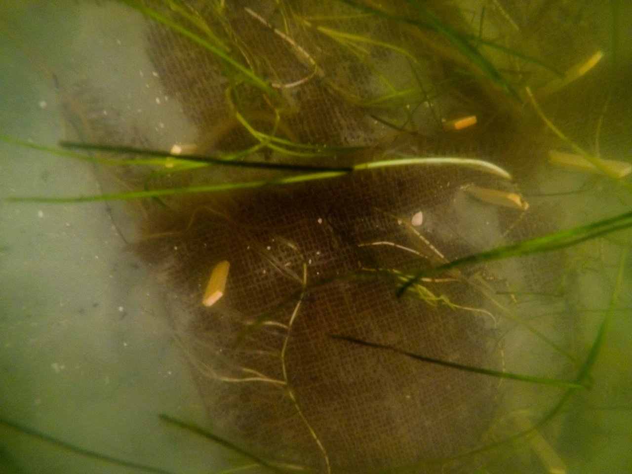 Close-up of newly planted seagrass underwater in the Banana River, Florida